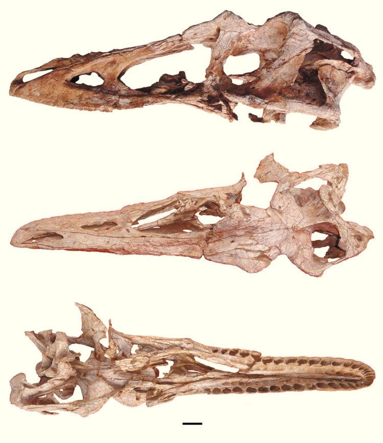 Qianzhousaurus Qianzhousaurus sinensis LongSnouted Tyrannosaur Discovered in