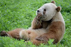 Qinling panda httpsuploadwikimediaorgwikipediacommonsthu