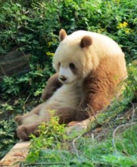 Qinling panda 1000 images about Qinling pandas on Pinterest The giants Giant