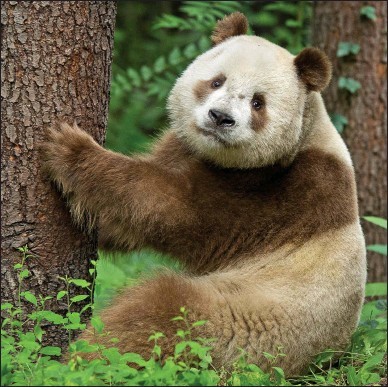 Qinling panda PressReader Scottish Daily Mail 20150817 Who said pandas were