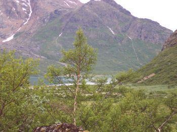 Qinngua Valley The Forest Plantations in The Greenlandic Arboretum University of