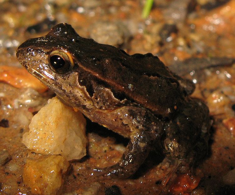 Quacking frog - Alchetron, The Free Social Encyclopedia