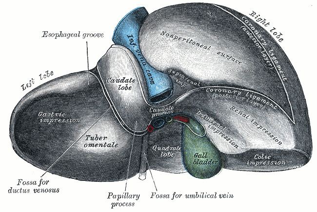 Quadrate lobe of liver