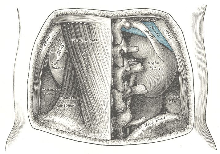 Quadratus lumborum muscle