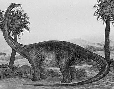 Quaesitosaurus wwwnhmacukresourcesnatureonlinelifedinosau