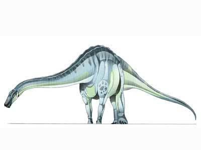 Quaesitosaurus Quaesitosaurus orientalis Dinosaur Herbivore Dinosaurs Planet