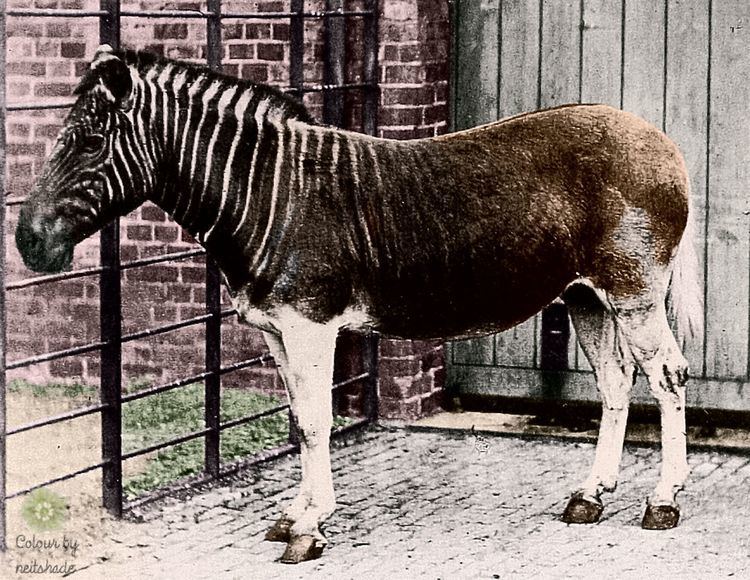 Quagga Quagga Zebra cousin recreated 100 years after extinction