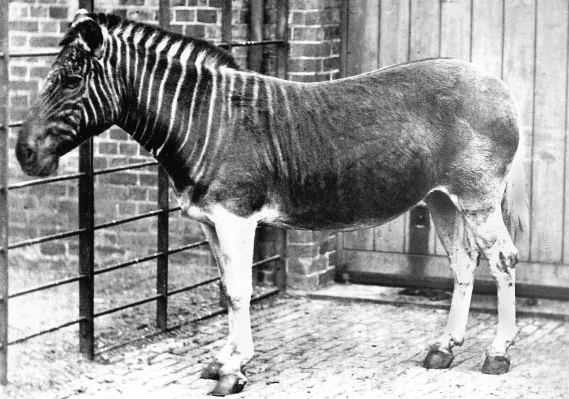 Quagga Quagga Wikipedia