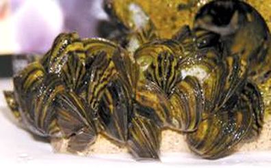 Quagga mussel AZGFD