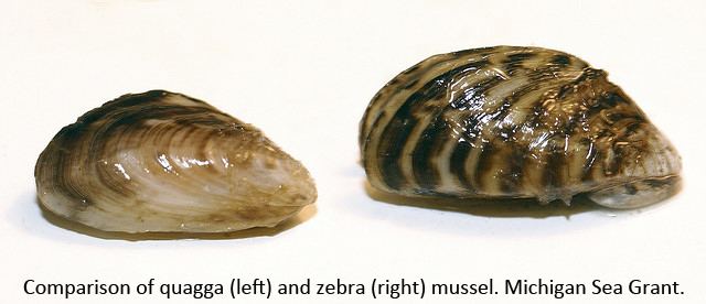 Quagga mussel Zebra and quagga mussels GLEAM