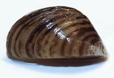 Quagga mussel wwwlakescientistcomwpcontentuploads201008z