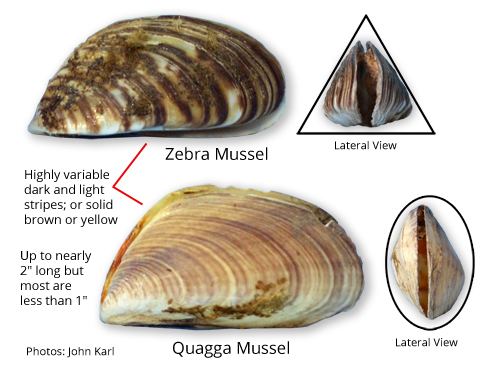 Quagga mussel Zebra and Quagga Mussel Aquatic Invasive Species Minnesota Sea Grant