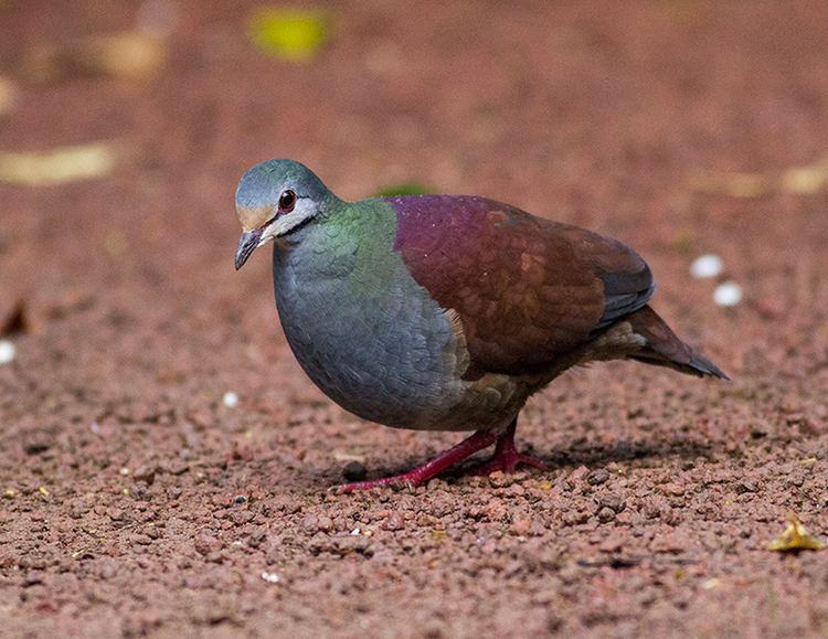 Quail-dove Zentrygon costaricensis Bufffronted Quaildove