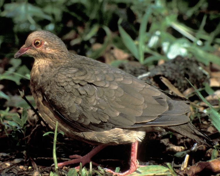 Quail-dove Ruddy Quaildove Audubon Field Guide