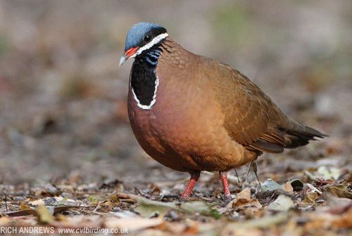 Quail-dove Surfbirds Online Photo Gallery Search Results