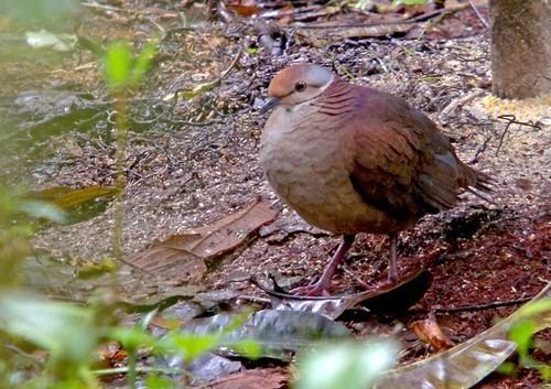 Quail-dove Lined QuailDove LOCATION OF QUAIL CHIRIQUI Geotrygon linearis