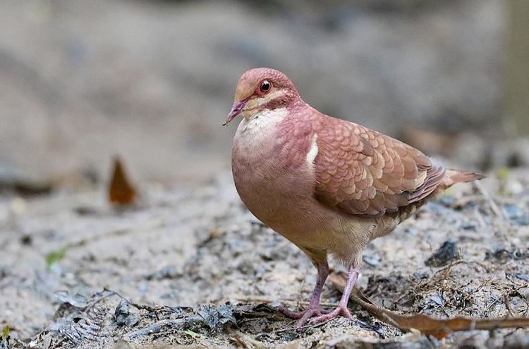 Quail-dove Ruddy Quaildove Geotrygon montana videos photos and sound