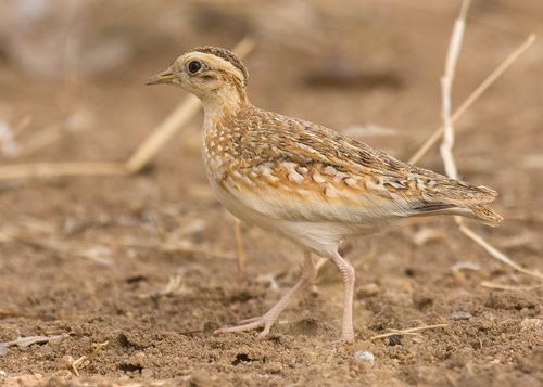 Quail-plover Surfbirds Online Photo Gallery Search Results