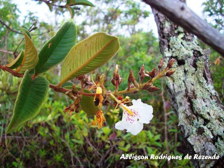 Qualea Qualea multiflora Allisson Rodrigues Rezende Flickr