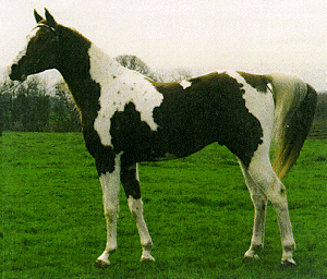 Quarab Breeds of Livestock Quarab Horses Breeds of Livestock