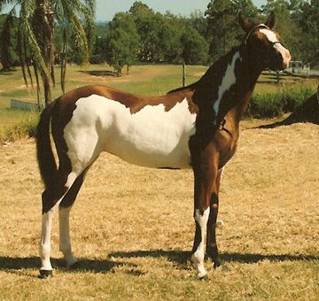 Quarab Quarab Horse Info Origin History Pictures Horse Breeds