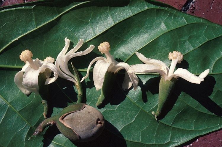 Quararibea funebris Rosita de CacaoFuneral TreeQuararibea funebris Zoom39s Edible Plants