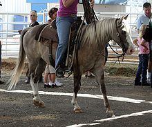 Quarter pony httpsuploadwikimediaorgwikipediacommonsthu