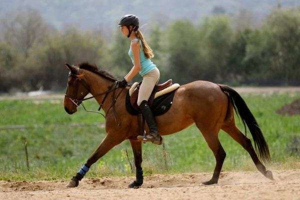 Quarter pony Lovely 142 Hand Arab Quarter Pony Cross a Wonderful J