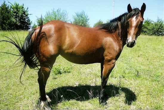 Quarter pony American Quarter Pony Association