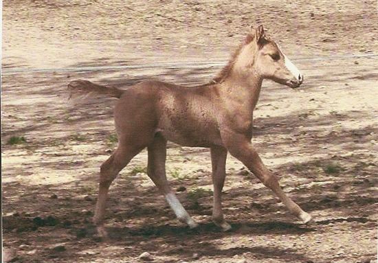 Quarter pony American Quarter Pony Association