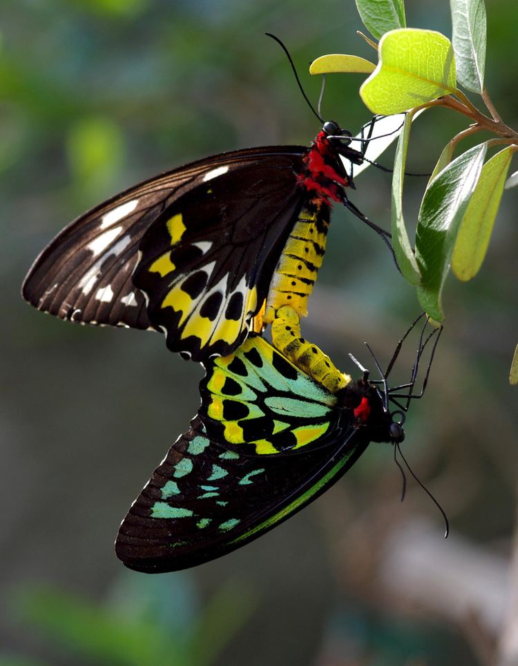 Queen Alexandra's birdwing 5 Interesting Facts About Queen Alexandra39s Birdwings Hayden39s