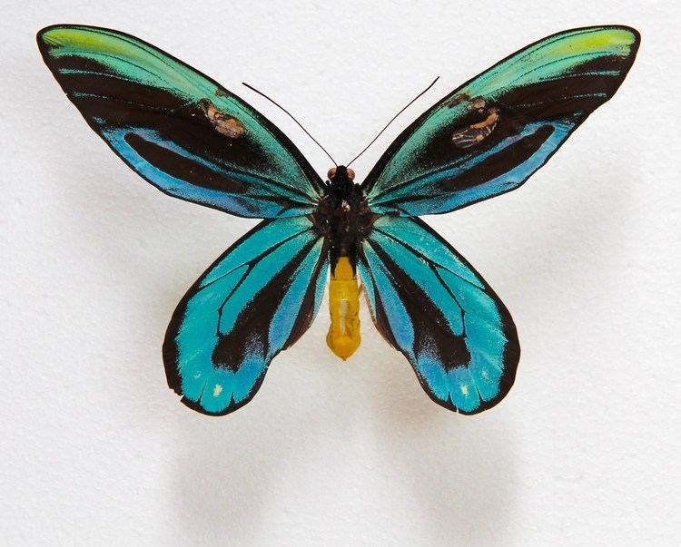 Queen Alexandra's birdwing Queen Alexandra39s Birdwing Butterfly YouTube