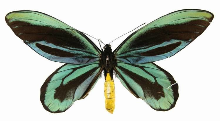 Queen Alexandra's birdwing ButterflyCornernet Ornithoptera alexandrae Queen Alexandra39s