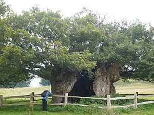 Queen Elizabeth Oak httpsuploadwikimediaorgwikipediacommonsthu