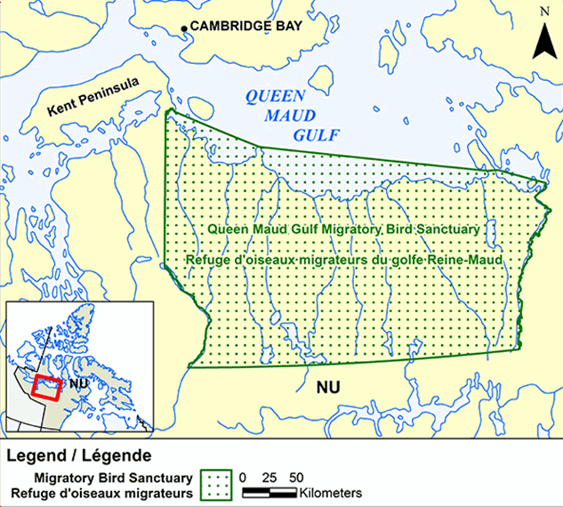 Queen Maud Gulf Migratory Bird Sanctuary Environment and Climate Change Canada Nature Queen Maud Gulf