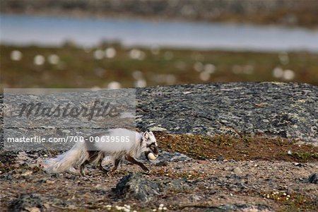 Queen Maud Gulf Migratory Bird Sanctuary Arctic Fox Carrying Goose Egg Queen Maud Gulf Nunavut Stock