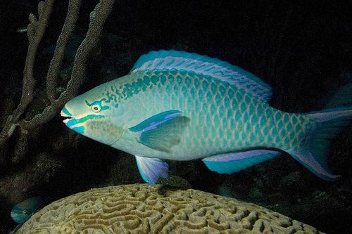 Queen parrotfish Creature Feature Queen Parrotfish Scarus vetula Pura Vida Divers