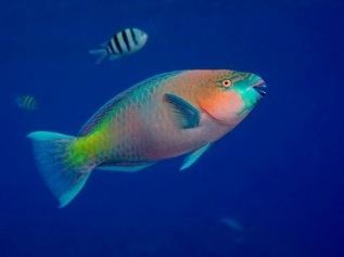 Queen parrotfish fish101communityuafedufiles201302Pfishjpg