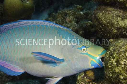 Queen parrotfish Oceans411 Queen Parrotfish