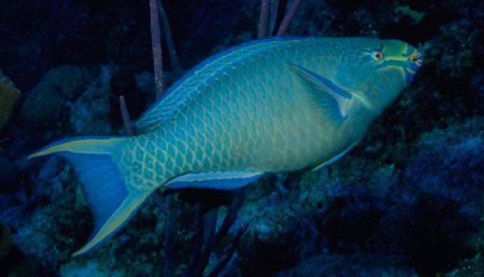 Queen parrotfish Queen Parrotfish Smithsonian Ocean Portal