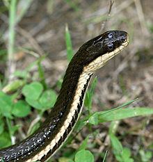 Queen snake httpsuploadwikimediaorgwikipediacommonsthu