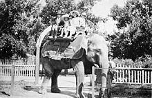 Queenie (elephant) httpsuploadwikimediaorgwikipediacommonsthu