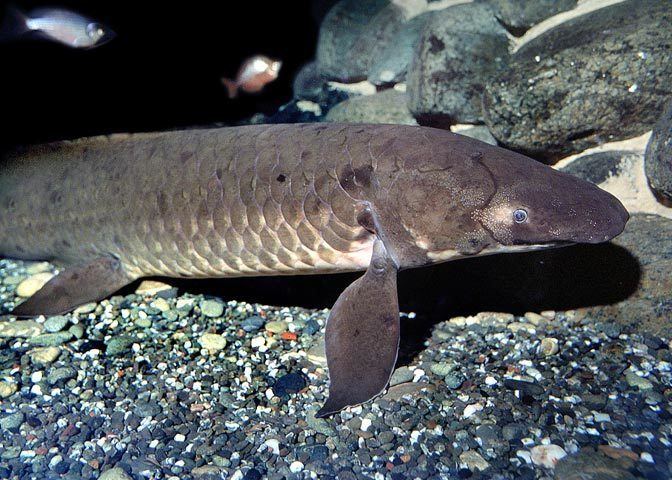Queensland lungfish NOVA Official Website Other Fish in the Sea