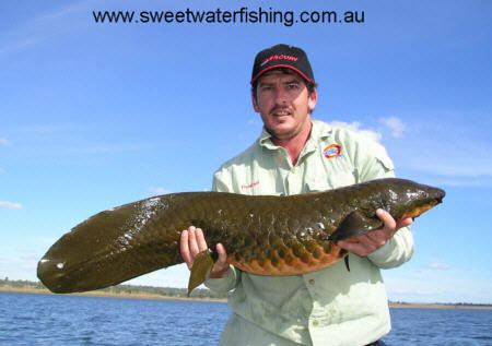Queensland lungfish Queensland Lungfish Information Sweetwater Fishing Australia