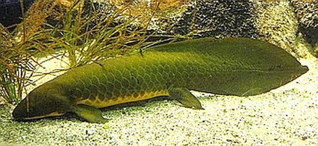 Queensland lungfish Queensland Lungfish Neoceratodus forsteri Tropical Fish Keeping