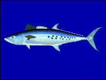 Queensland school mackerel httpsuploadwikimediaorgwikipediacommonsthu