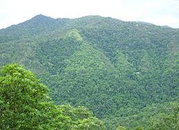 Queensland tropical rain forests httpsuploadwikimediaorgwikipediacommonsthu