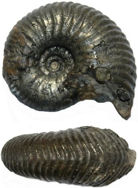 Quenstedtoceras 1000 images about ammonites on Pinterest Beautiful Search and My