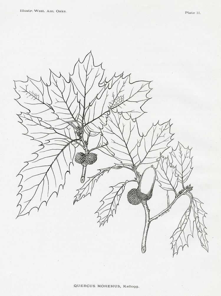 Quercus × morehus