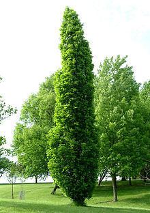 Quercus × warei httpsuploadwikimediaorgwikipediacommonsthu